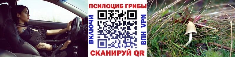 Псилоцибиновые грибы Psilocybine cubensis  Новоалтайск 